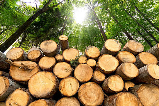 Holzstamm